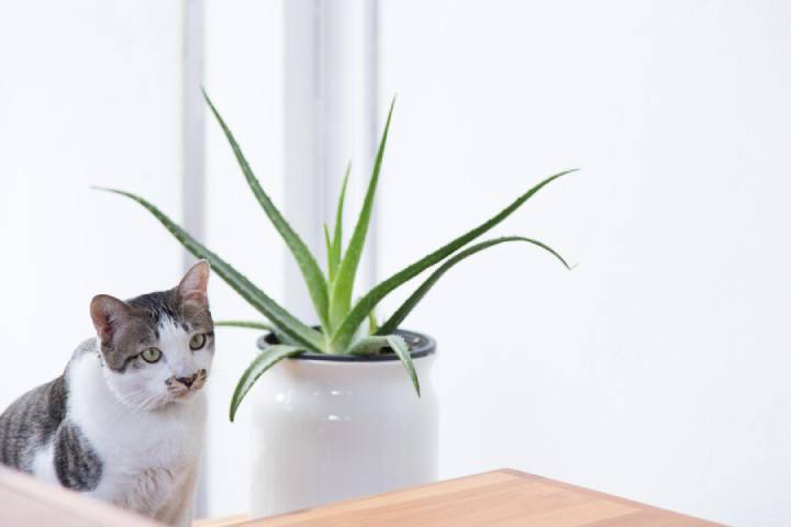 آلوئه ورا از گیاهان آپارتمانی خطرناک برای حیوانات خانگی
